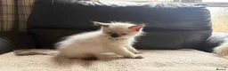 Ragdoll cats for sale: Six beautiful ragdoll kittens - Advert 12
