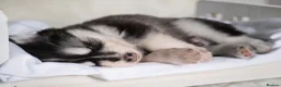 Pomsky dogs for sale: 5 girls and 3 boys are searching for 5 star homes - Advert 23