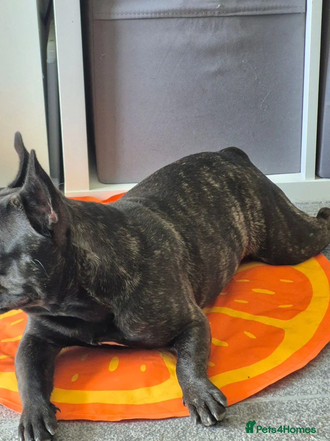 French Bulldog dogs for sale: Frenc bulldog in Southampton - Advert 2