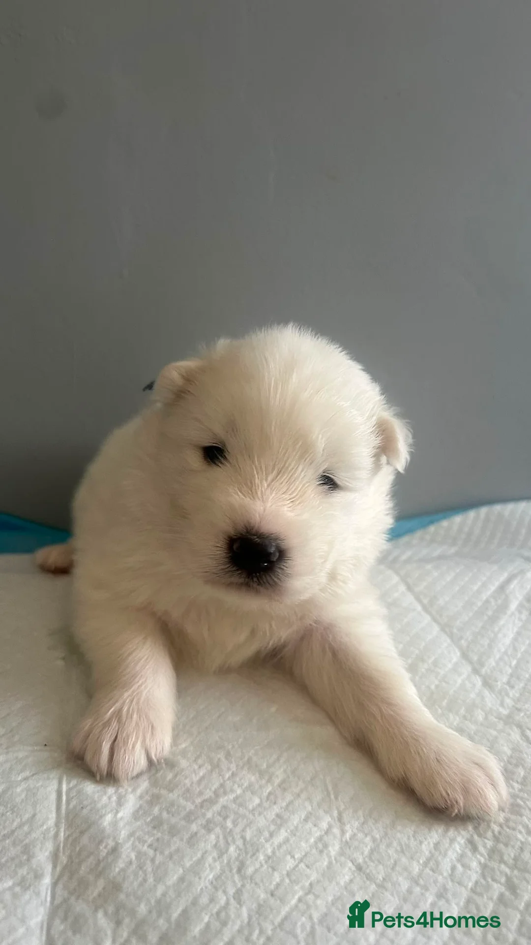 Samoyed dogs for sale: 5 stunning Samoyed in Warrington - Advert 2