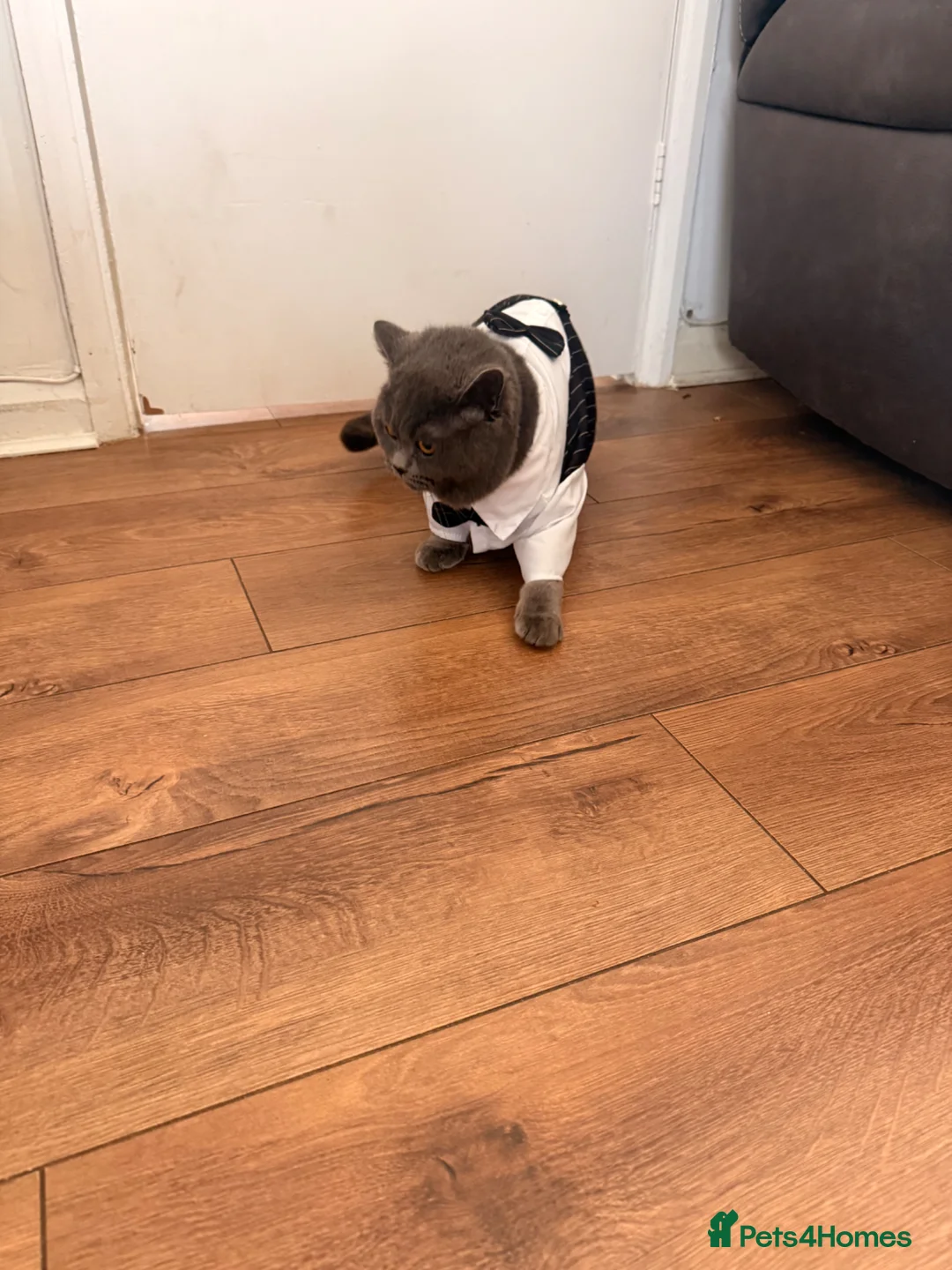 British Shorthair cats for sale: British Short hair Male Cat - Advert 12