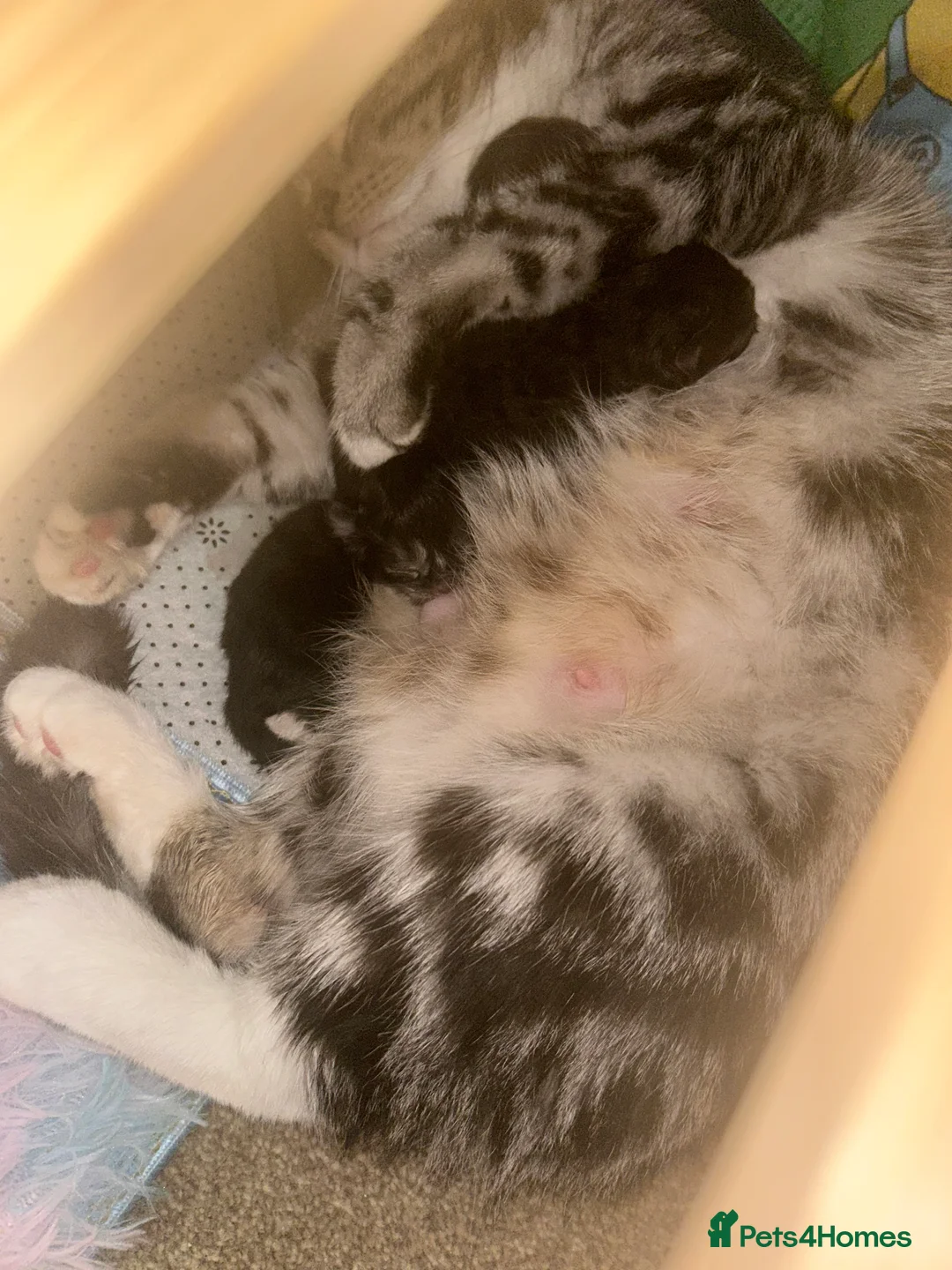 British Longhair cats for sale: British Longhaired  - Advert 2