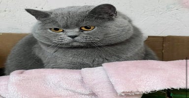 British Shorthair cats - Advert 9