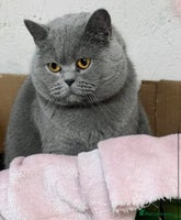 British Shorthair cats - Advert 9