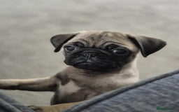 Pug dogs for sale: Pug puppy - Image 1
