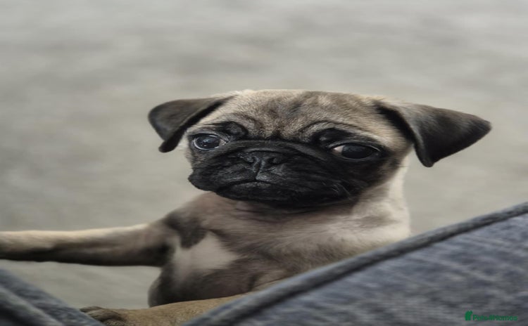 Pug dogs - Advert 1