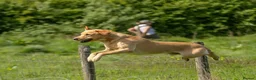 Labrador Retriever dogs for stud: Proven Working Labrador Retriever for Stud in Aberystwyth - Advert 3