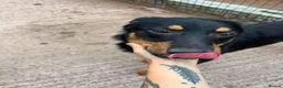 Mixed Breed dogs for adoption: Meet Danny, currently residing in Cheshire  in Nantwich - Advert 8