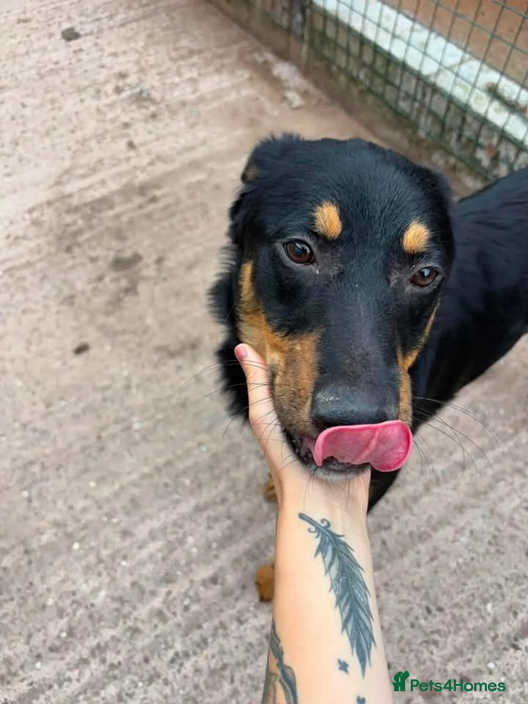 Mixed Breed dogs for adoption: Meet Danny, currently residing in Cheshire  in Nantwich - Advert 8