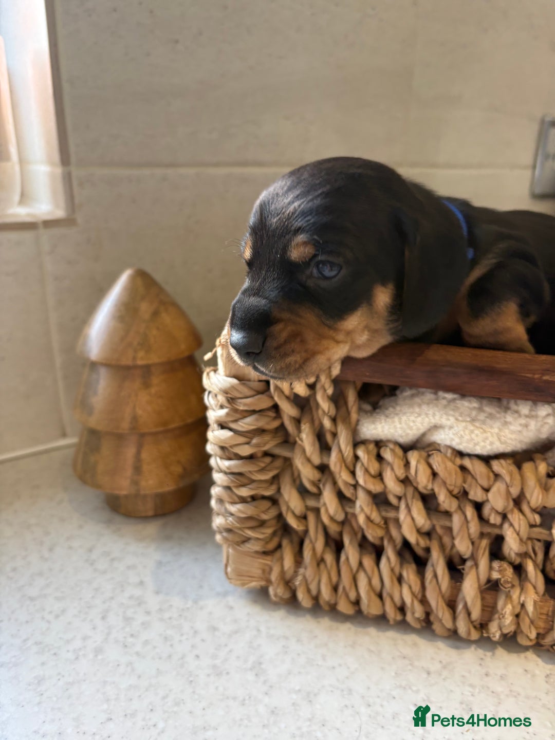 Dachshund dogs for sale: Dachshund puppies - Advert 3