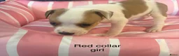 Staffordshire Bull Terrier dogs for sale: Stunning litter of Staffies  - Advert 3