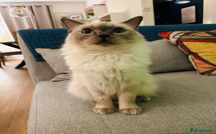 Ragdoll cats - Advert 13