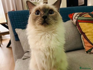 Ragdoll cats - Advert 15