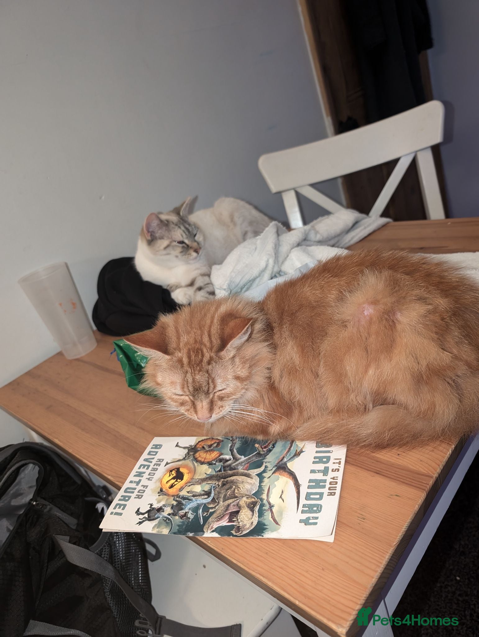 Mixed Breed cats 2 lovely girls looking for homes ***free*** - Advert 1