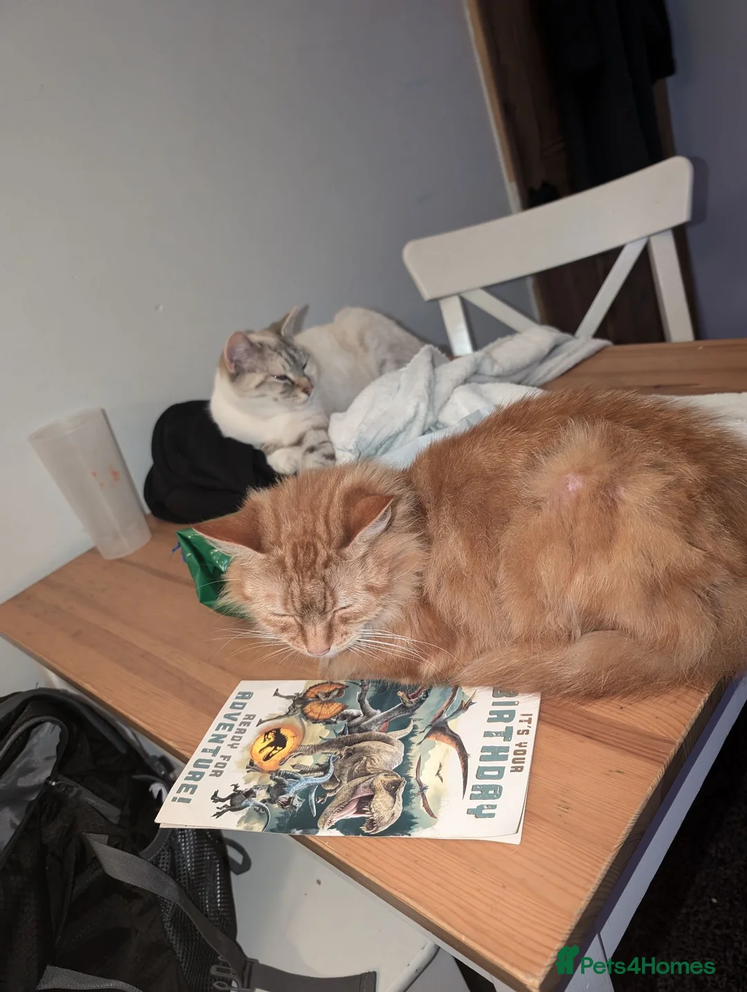 Mixed Breed cats for sale: 2 lovely girls looking for homes ***free*** - Advert 1