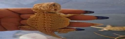 Bearded Dragon reptiles for sale: Baby bearded dragons  - Advert 23