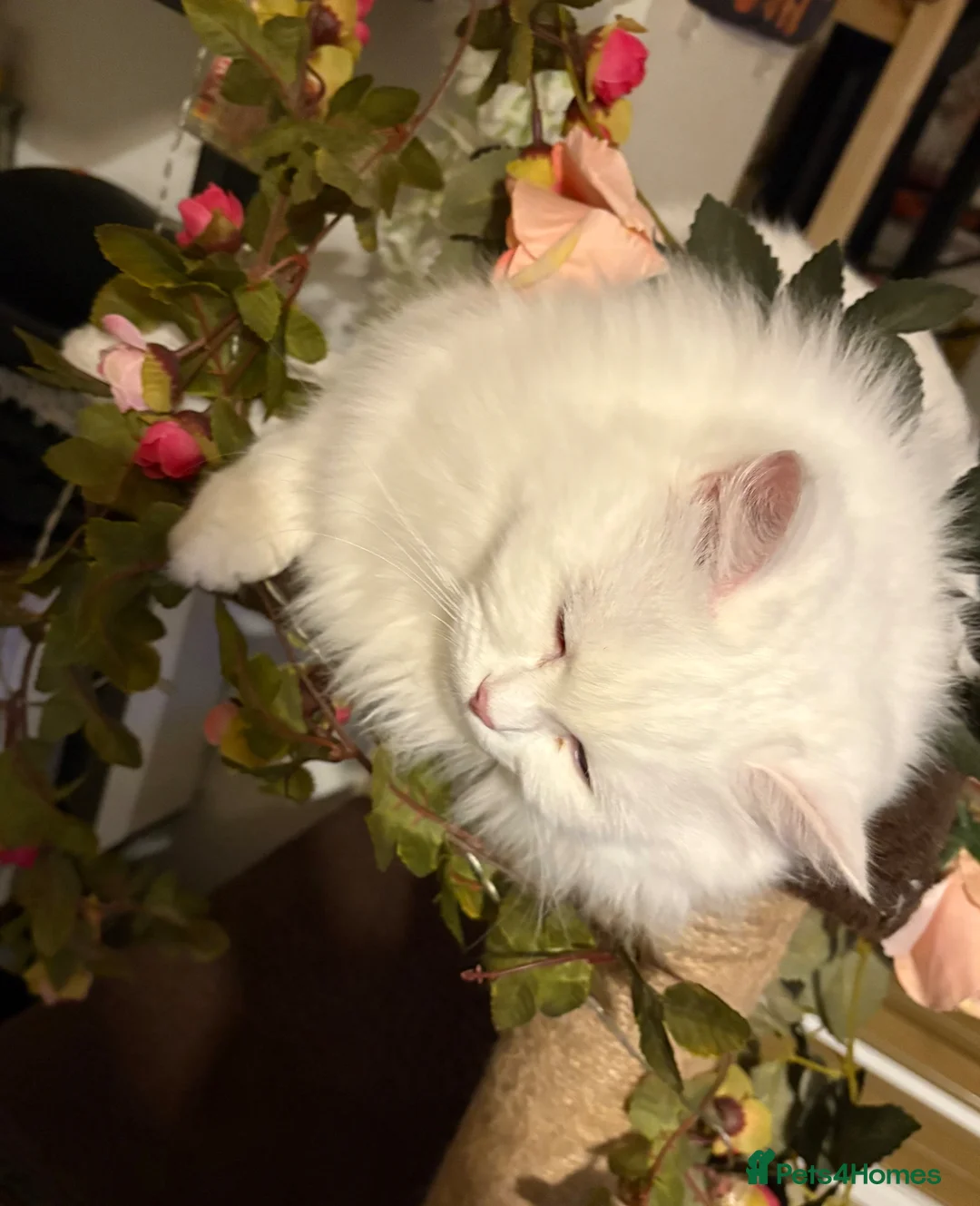 Siberian cats for sale: Beautiful white Siberian female - Advert 2