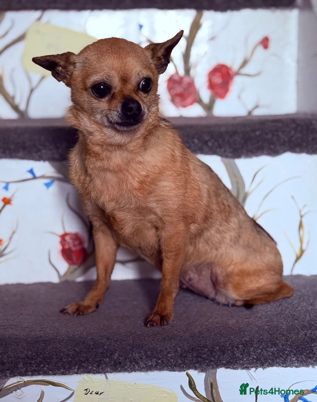 Chihuahua dogs for sale: Chihuahua Girl 7 years old rehome Dorset  in Wareham - Advert 2