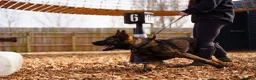 German Shepherd dogs for sale: PP Part Trained Youngster in Rushden - Advert 1
