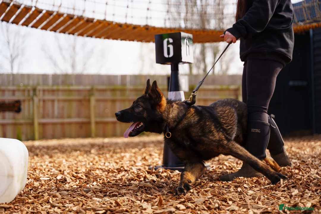 German Shepherd dogs for sale: PP Part Trained Youngster in Rushden - Advert 1