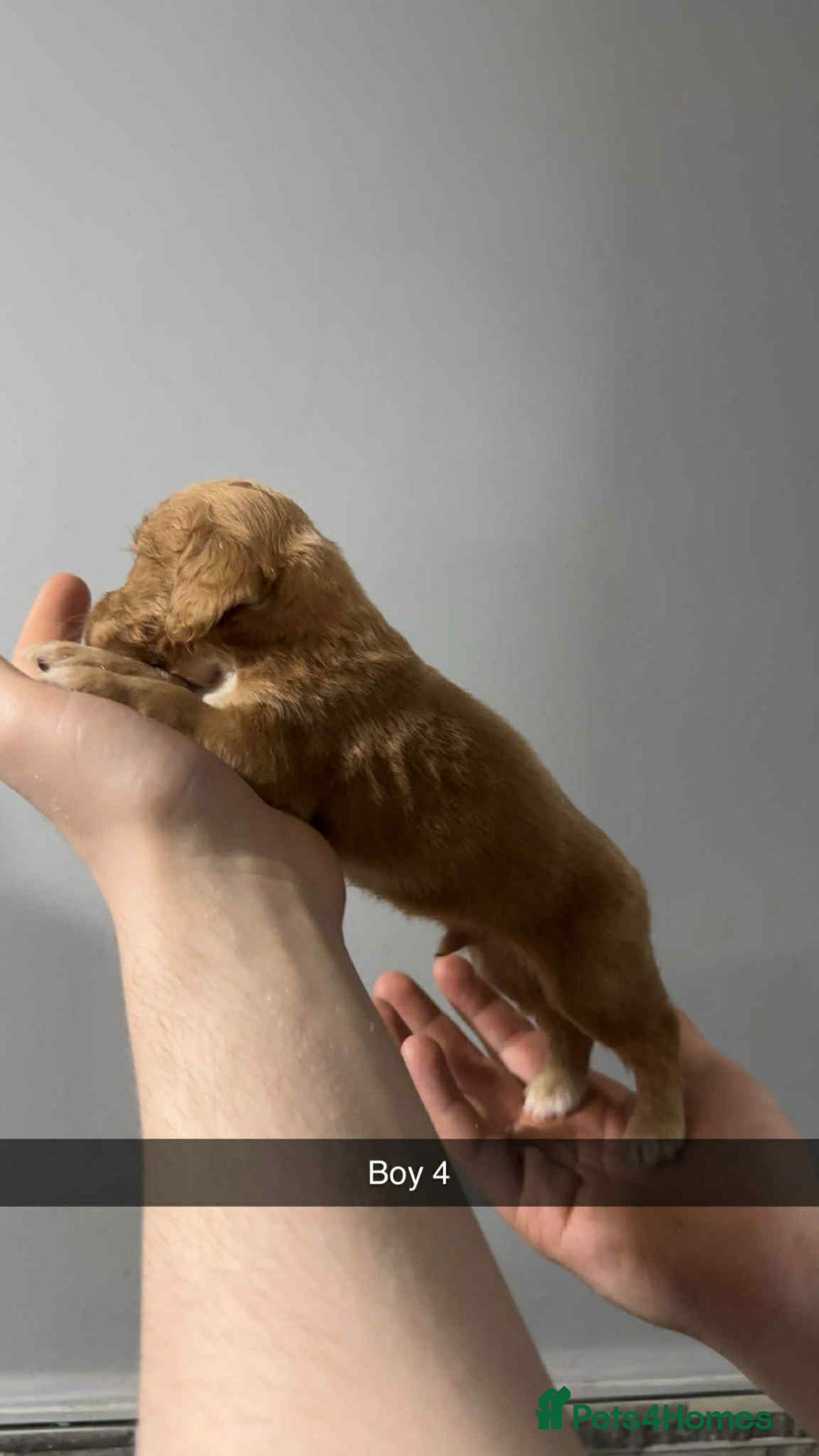 Cocker Spaniel dogs for sale: Cocker spaniel pups  - Image 8