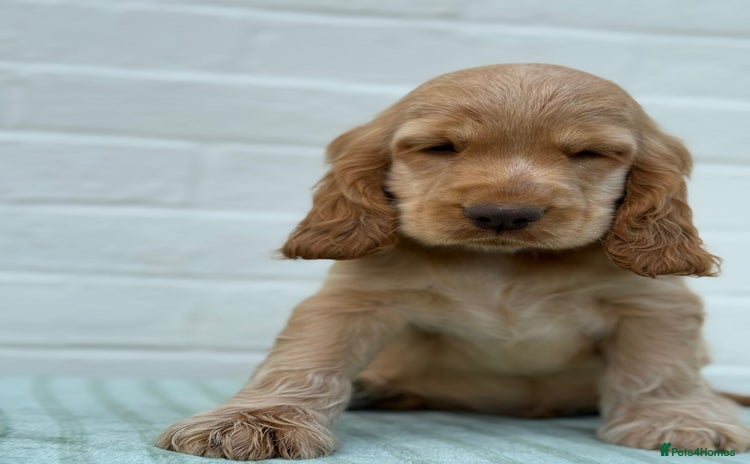 Cocker Spaniel dogs in Bradford - Advert 2