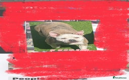 Mixed Breed dogs for sale: American bulldog x pocket bully - Image 2