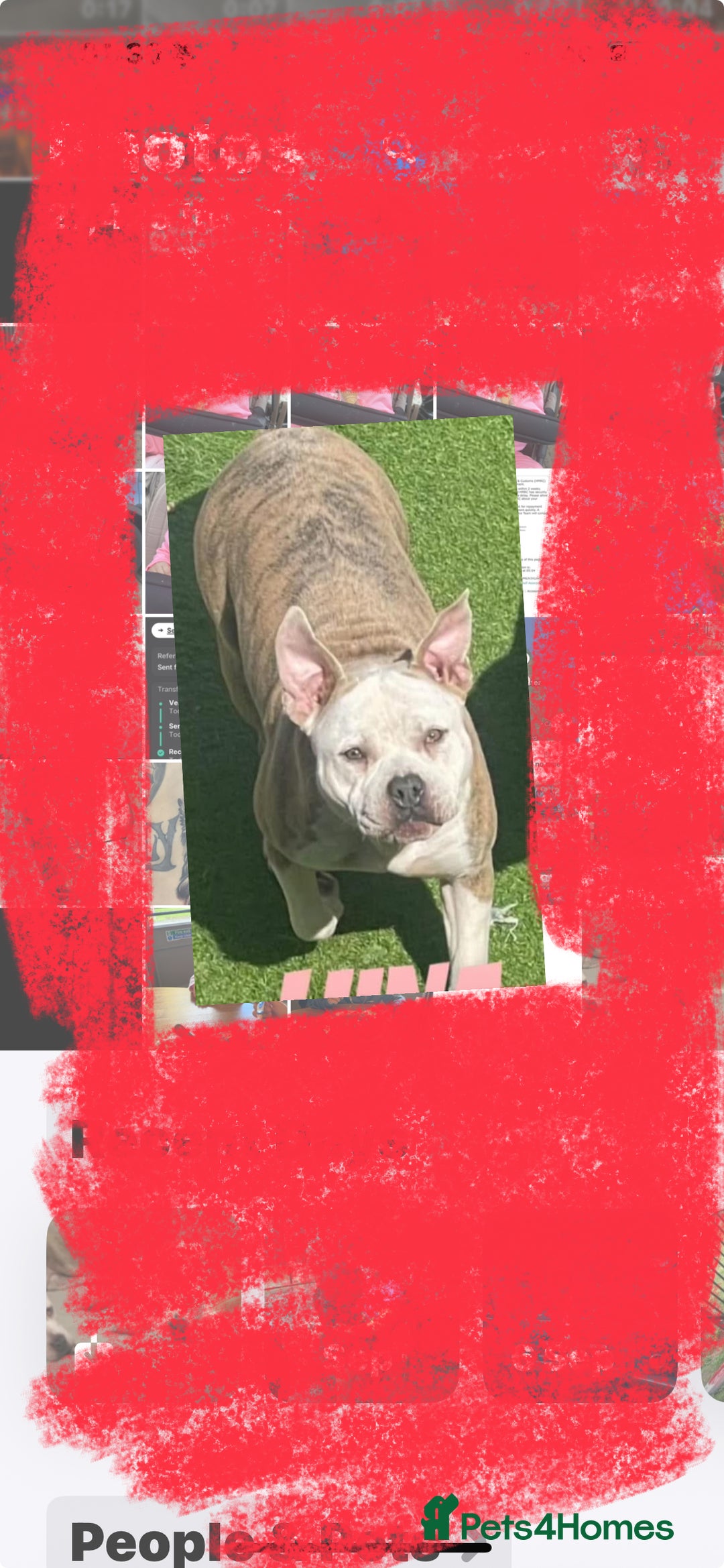 Mixed Breed dogs for sale: American bulldog x pocket bully - Image 2