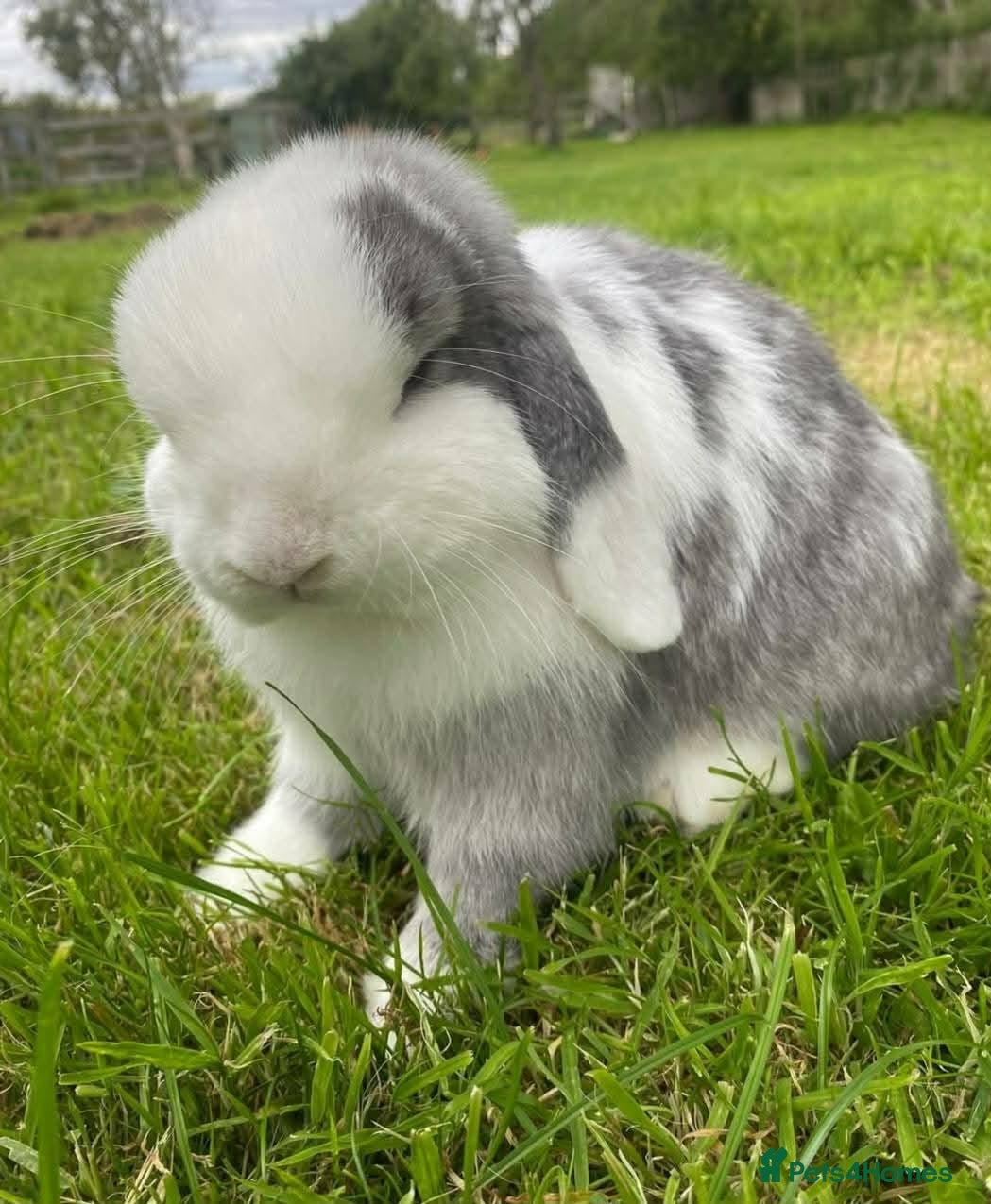 Mini Lop rabbits beautiful girl mini lop - Advert 14