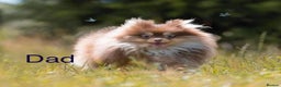 Pomeranian dogs for sale: KC Reg Teddy bear Pomeranian Tiny - Advert 8