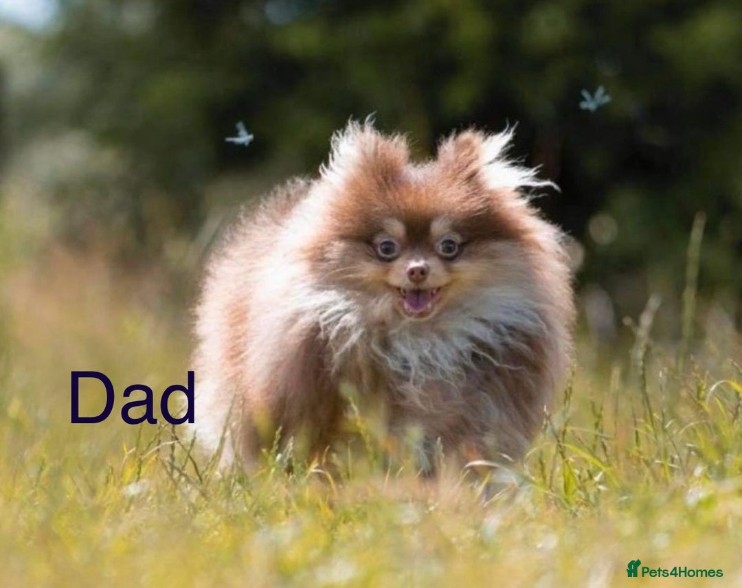 Pomeranian dogs for sale: KC Reg Teddy bear Pomeranian Tiny - Advert 8