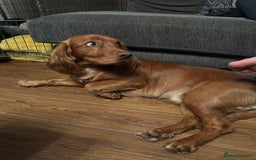 Cocker Spaniel dogs for stud: Working cocker spaniel stud  - Image 4