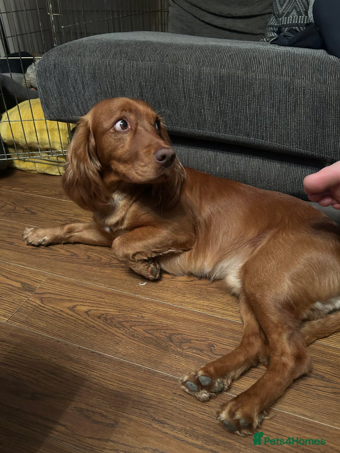 Cocker Spaniel dogs for stud: Working cocker spaniel stud  - Image 4
