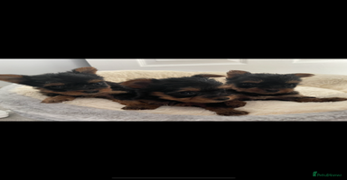 Yorkshire Terrier dogs - Advert 12