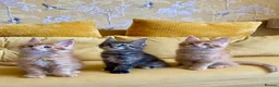 Maine Coon cats for sale: ⭐️⭐️GCCF Registered ⭐️⭐️ - Advert 10