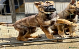German Shepherd dogs for sale: Awesome Male Kennel Club Reg’d GSD Pups  in Sturminster Newton - Image 8