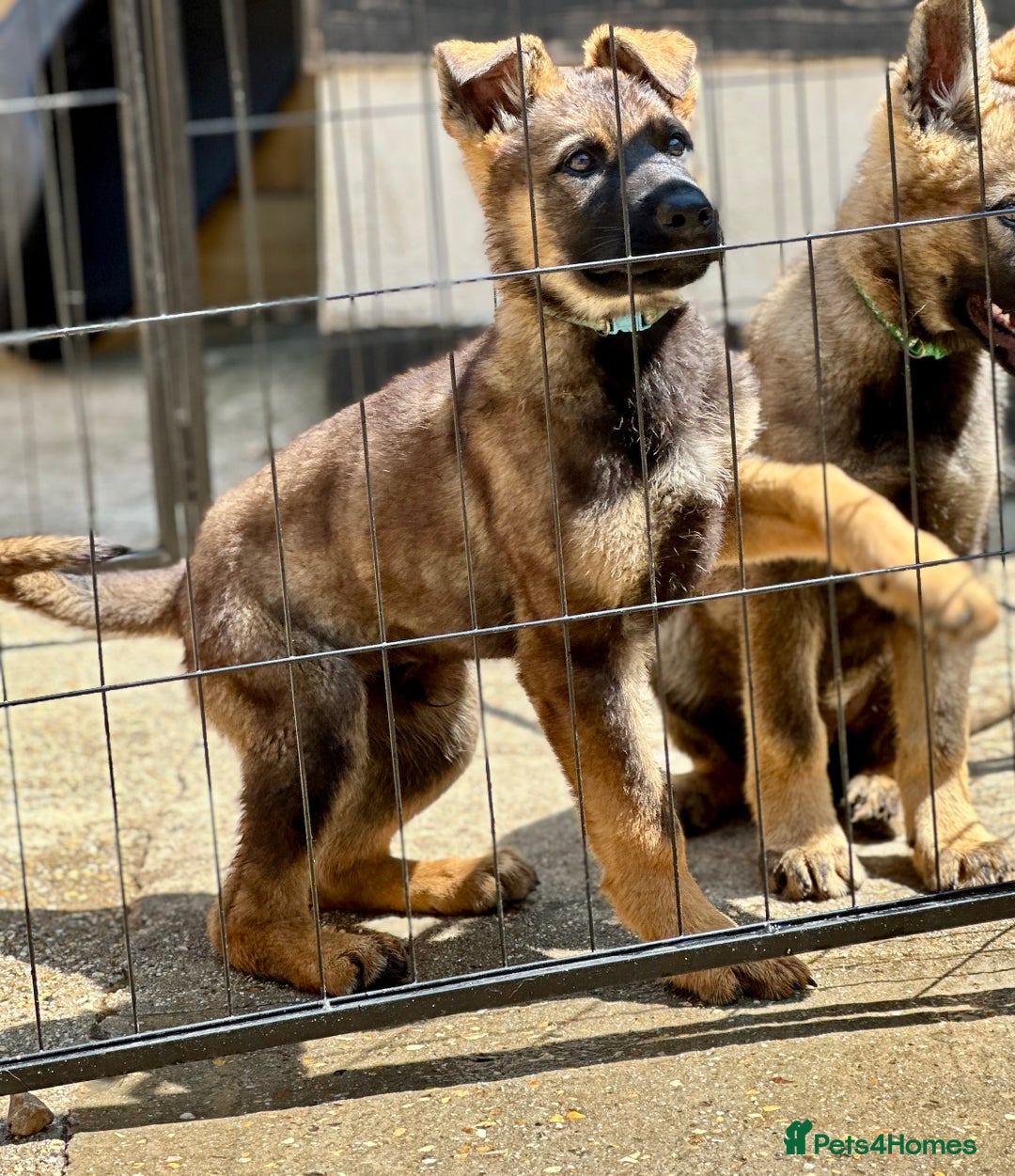 German Shepherd dogs for sale: Awesome Male Kennel Club Reg’d GSD Pups  in Sturminster Newton - Image 8