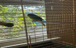 Parrots birds for sale: 2 Alexandrine Parrot + 1 Kakariki - Image 5