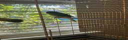 Parrots birds for sale: 2 Alexandrine Parrot + 1 Kakariki - Advert 5