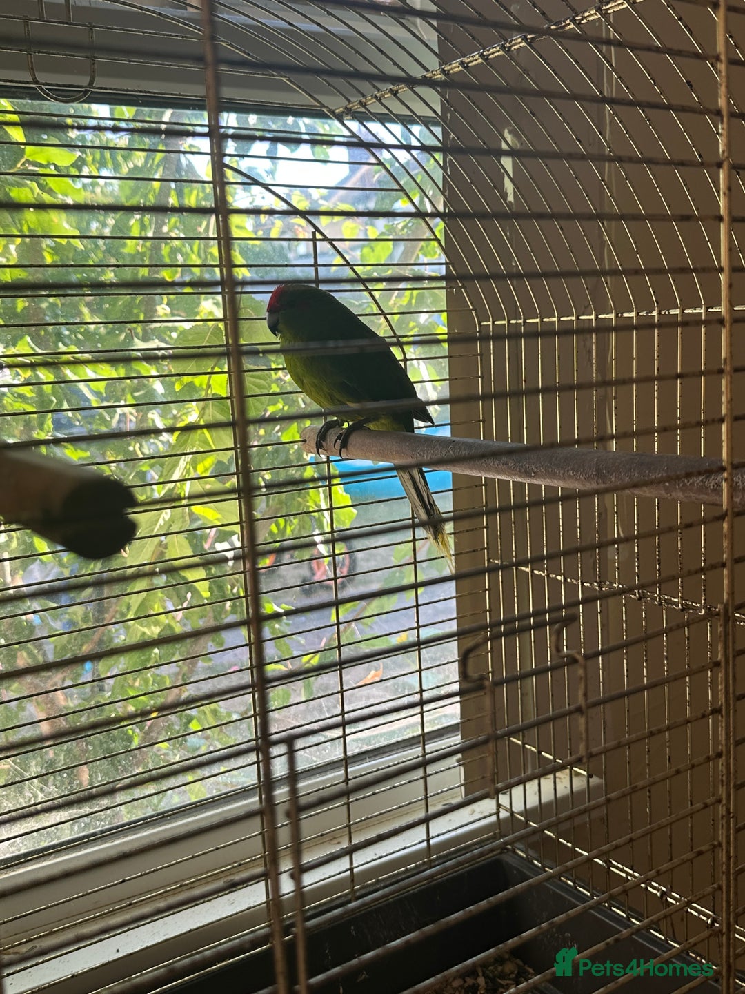 Parrots birds for sale: 2 Alexandrine Parrot + 1 Kakariki - Image 5