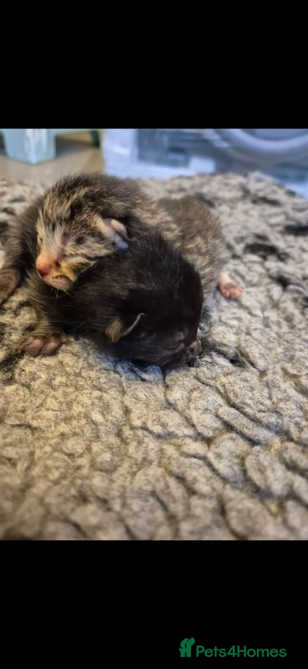 Mixed Breed cats for sale: Bengal Cross Kittens - Advert 2