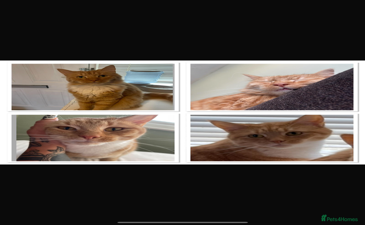 Domestic Shorthair cats - Advert 2