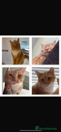 Domestic Shorthair cats - Advert 2