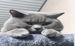 British Shorthair cats for sale: Gorgeous Champions line British Shorthair - Image 24