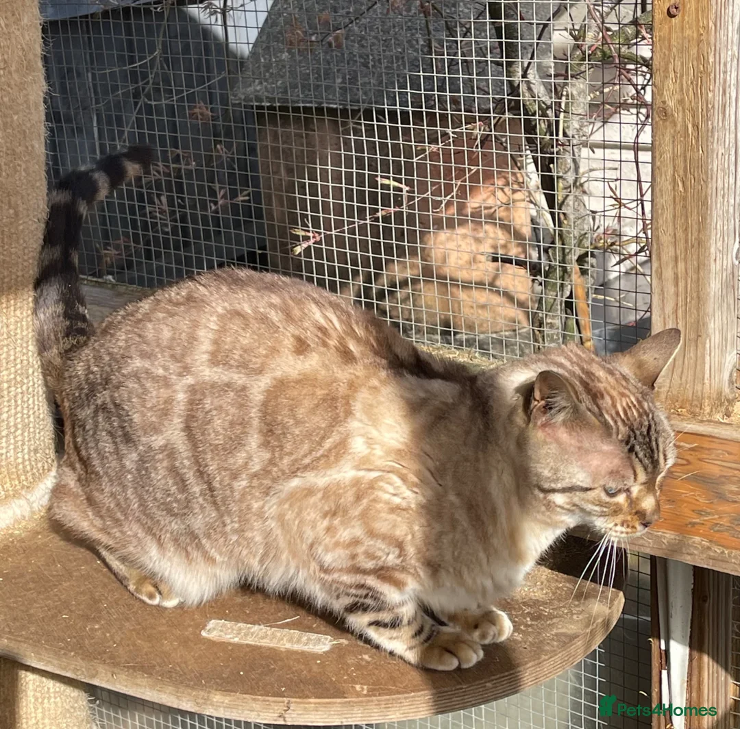 British Shorthair cats for sale: Young Neutered Pedigree Adults - Advert 1