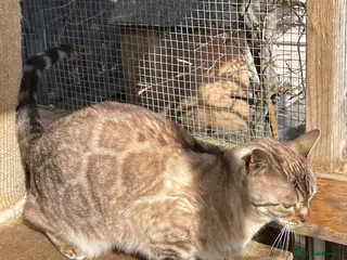 British Shorthair cats Young Neutered Pedigree Adults - Advert 16