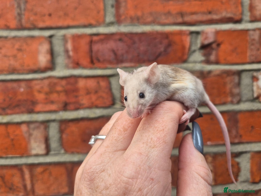 Mouse rodents for sale: Fancy mice for sale - Image 3