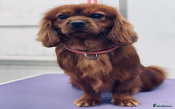 Cavapoo dogs for sale: Fabulous F1b Cavapoo litter - DNA clear - Image 6