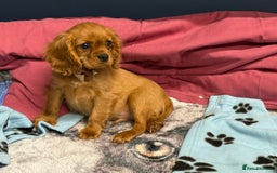 Cavalier King Charles Spaniel dogs for sale: Cavalier king Charles  Ruby's puppy's   - Image 35