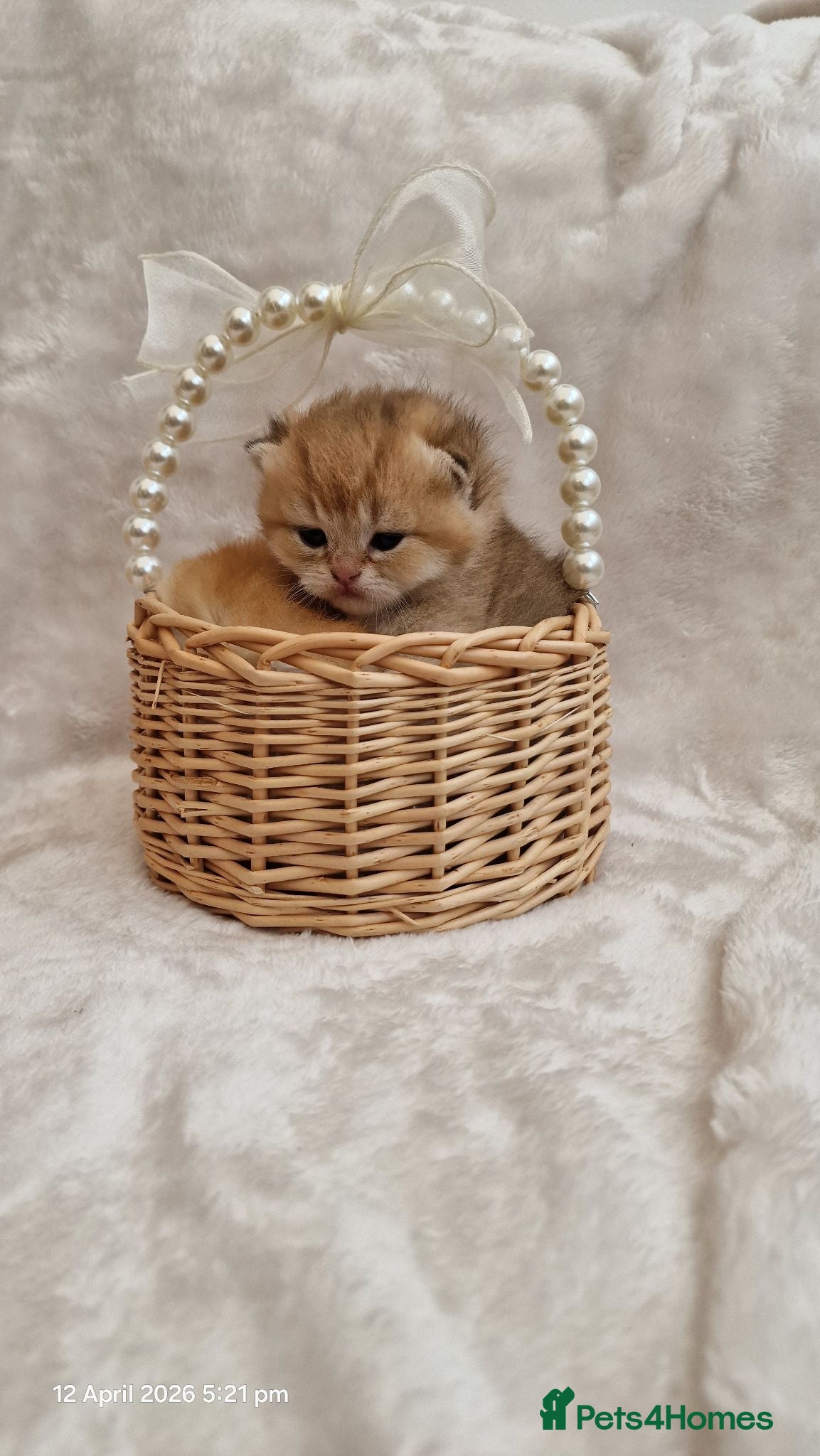 British Shorthair cats British Shorthair Golden Chinchilla Champion Lines - Advert 1